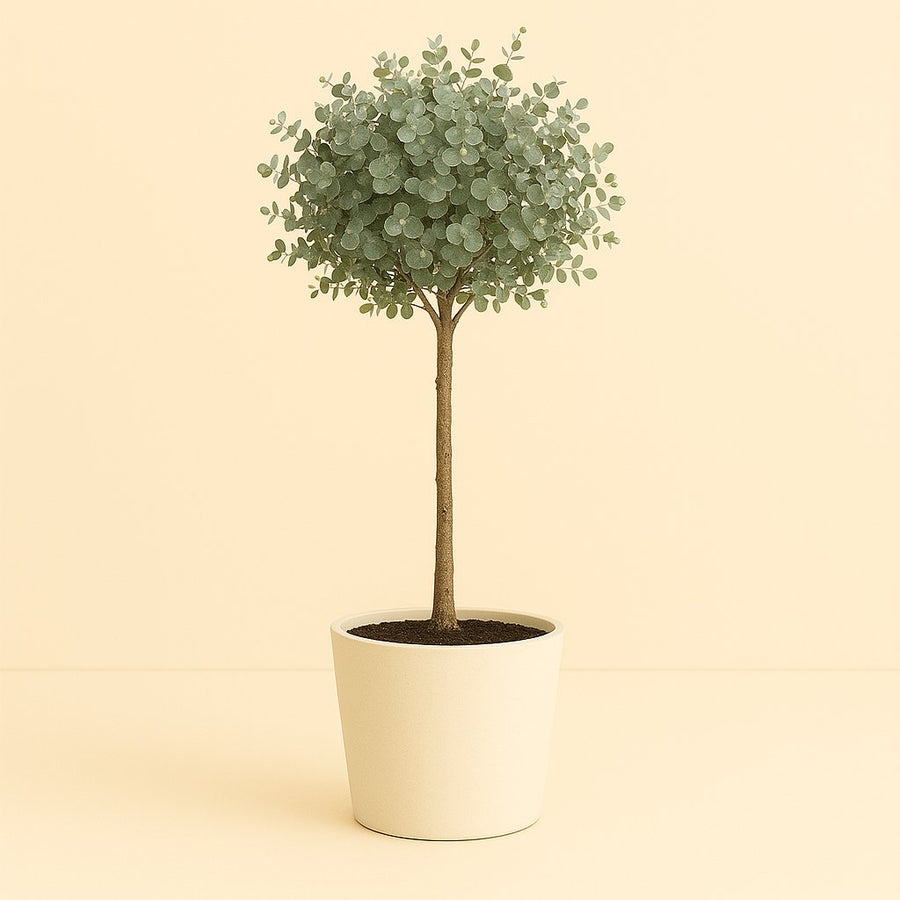 Eucalyptus - 80cm in einem modernen Studio mit modernem Topf