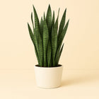 Sansevieria Zeylanica - 70cm in einem modernen Studio mit modernem Topf