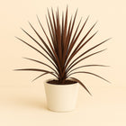 Cordyline Australis Red Star - 60cm in einem modernen Studio mit modernem Topf