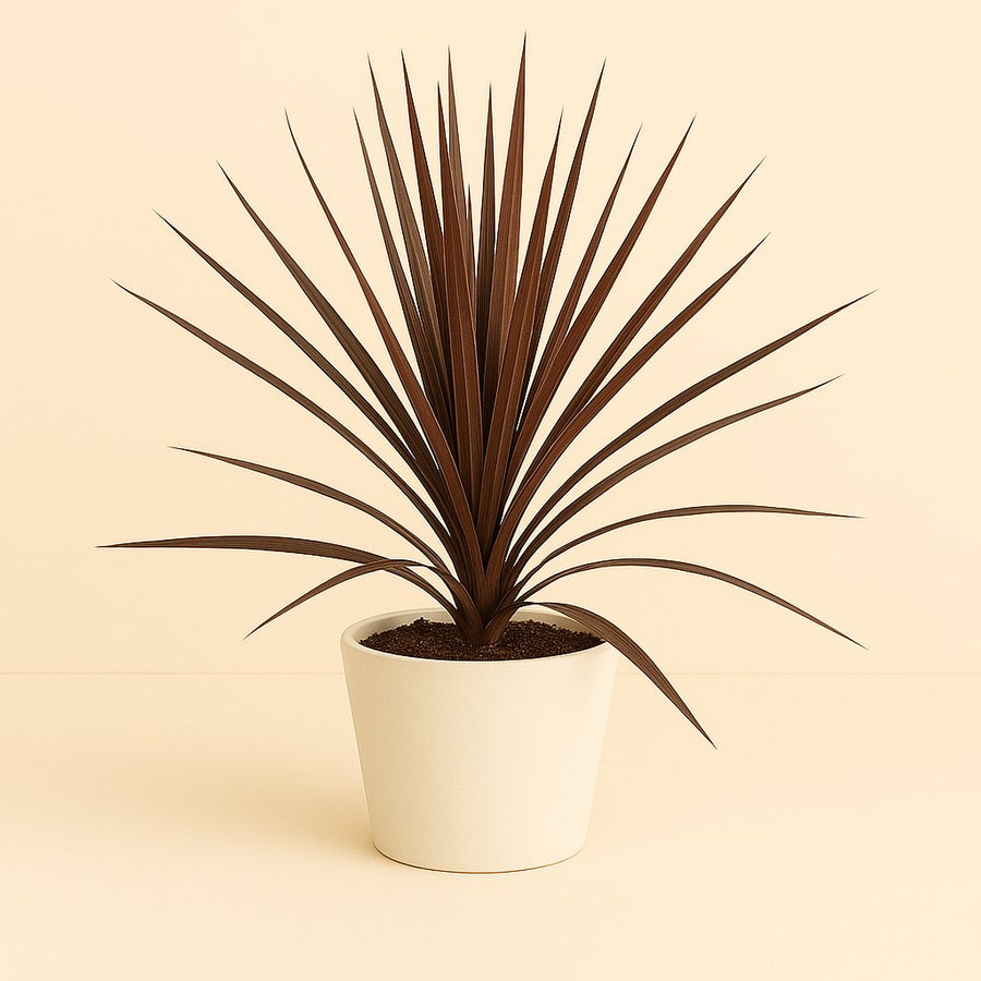 Cordyline Australis Red Star - 60cm in einem modernen Studio mit modernem Topf