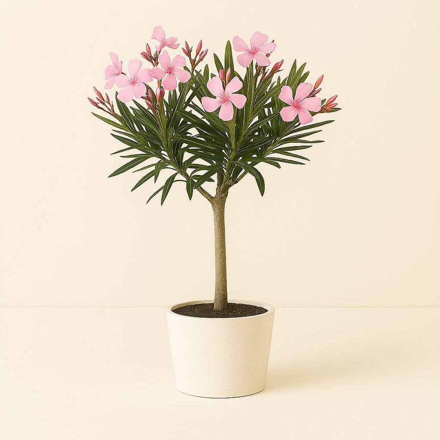 Nerium Oleander - 80cm in einem modernen Studio mit modernem Topf