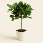 Ficus Benghalensis Petite Audrey - 75cm in einem modernen Studio mit modernem Topf