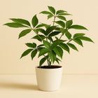 Schefflera Actinophylla Emerald Green - 75cm in einem modernen Studio mit modernem Topf