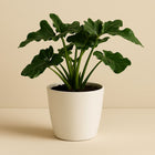 Philodendron Atom - 25cm in einem modernen Studio mit modernem Topf