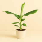 Musa Dwarf Cavendish - 60cm in einem modernen Studio mit modernem Topf