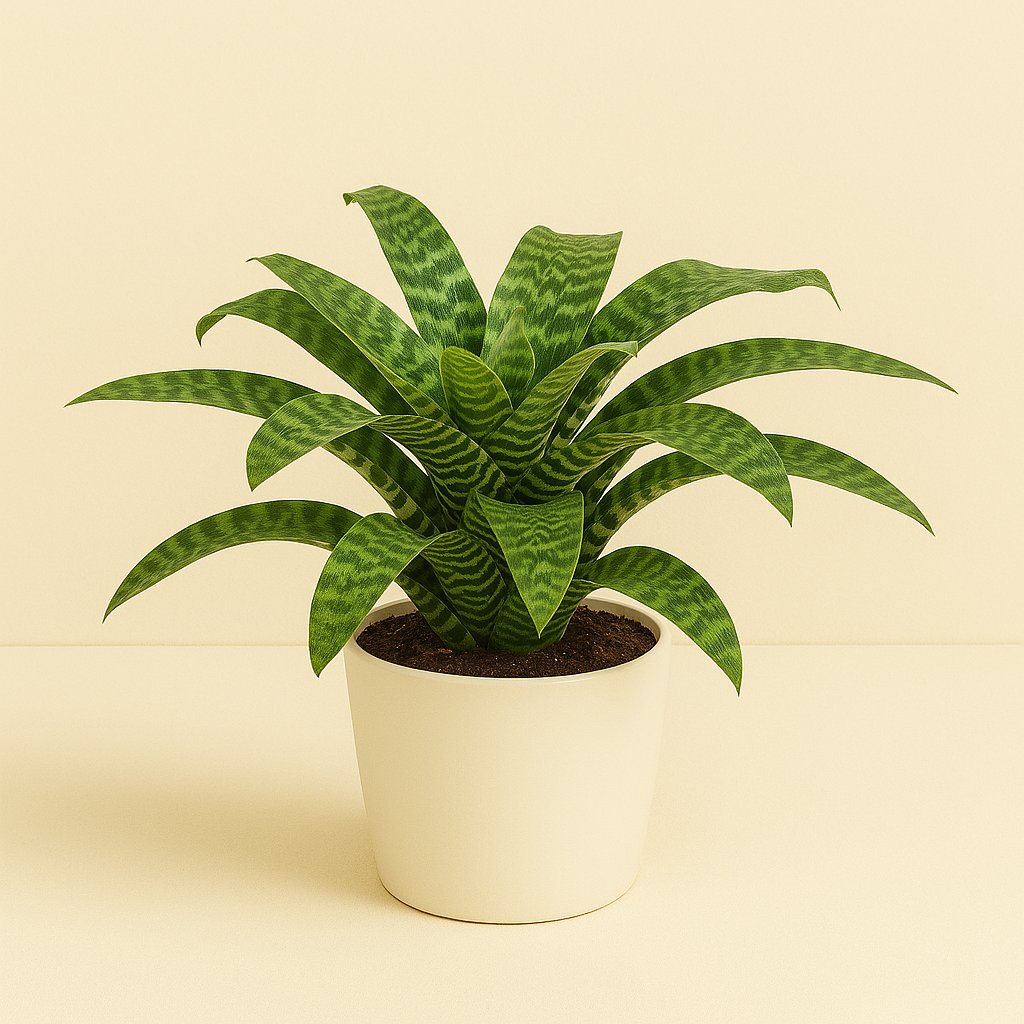 Vriesea Hieroglyphica - 35cm in einem modernen Studio mit modernem Topf