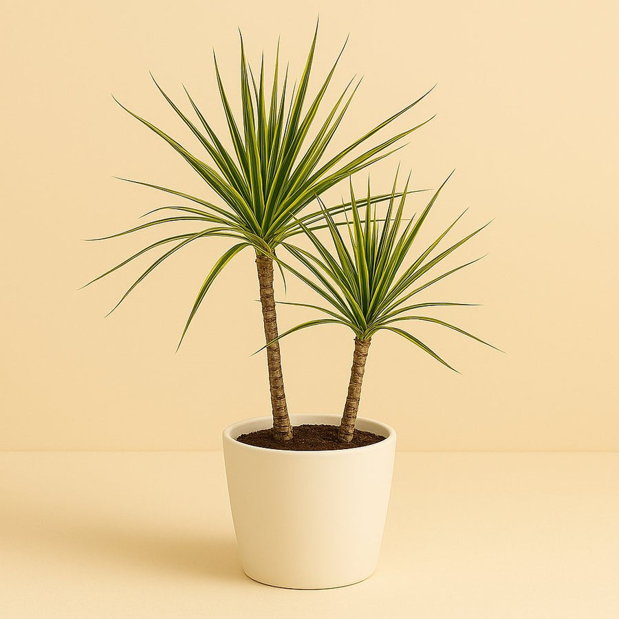 Dracaena Marginata Bicolor - 70cm in einem modernen Studio mit modernem Topf