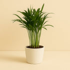 Areca Catechu - 35cm in einem modernen Studio mit modernem Topf