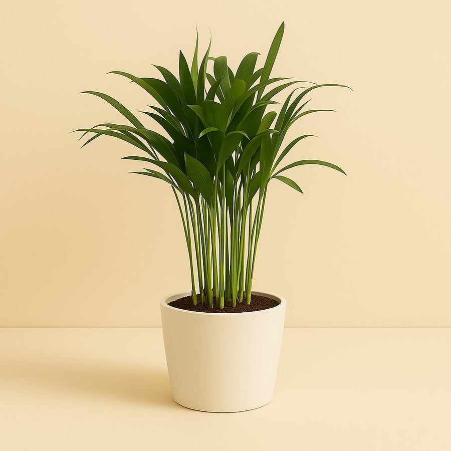 Areca Catechu - 35cm in einem modernen Studio mit modernem Topf