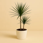 Dracaena Marginata Bicolor - 70cm in einem modernen Studio mit modernem Topf