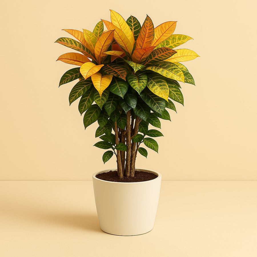 Codiaeum Mrs Iceton - 80cm in einem modernen Studio mit modernem Topf