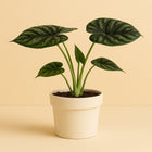 Alocasia Dragon Scale - 35cm in einem modernen Studio mit modernem Topf