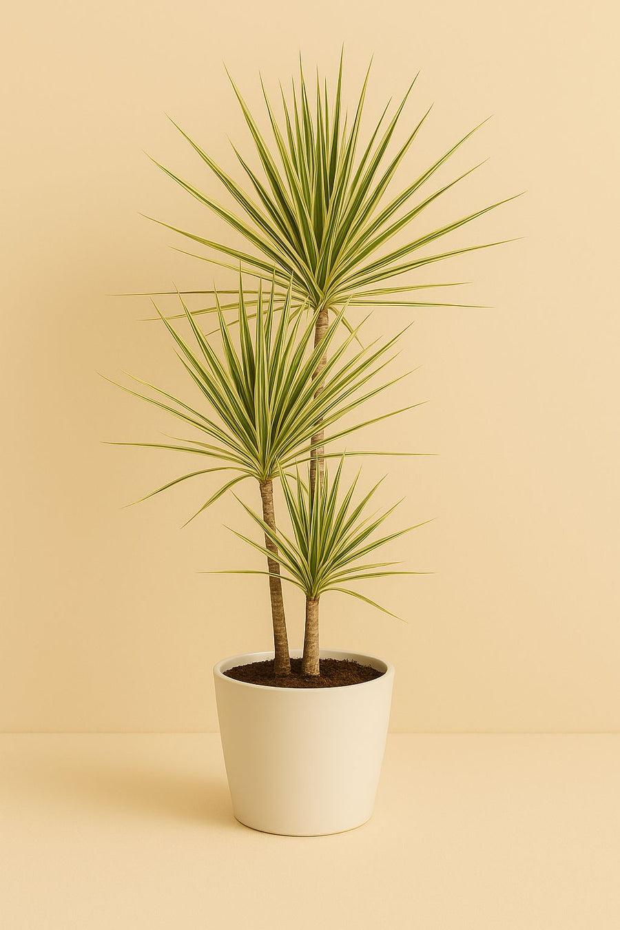 Dracaena Marginata Sunray - 80cm in einem modernen Studio mit modernem Topf