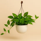 Epipremnum Pinatum Aureum - 50cm in einem modernen Studio mit modernem Topf