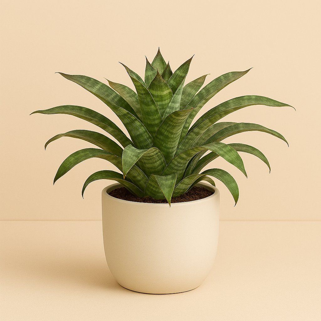 Vriesea Nova - 35cm in einem modernen Studio mit modernem Topf