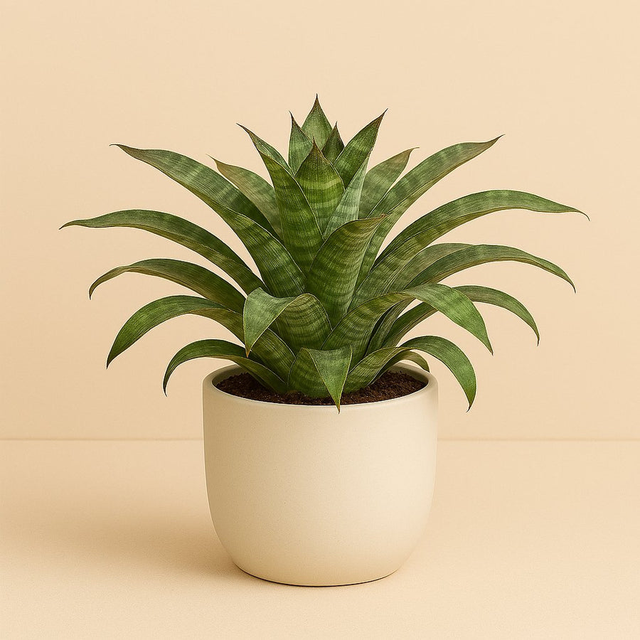 Vriesea Nova - 35cm in einem modernen Studio mit modernem Topf