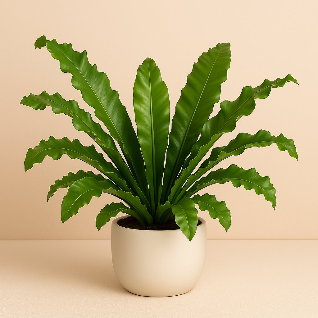 Asplenium Nidus - 85cm in einem modernen Studio mit modernem Topf