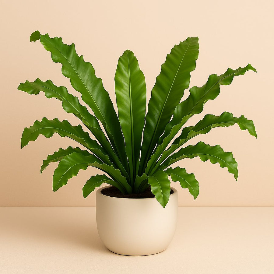 Asplenium Nidus - 85cm in einem modernen Studio mit modernem Topf