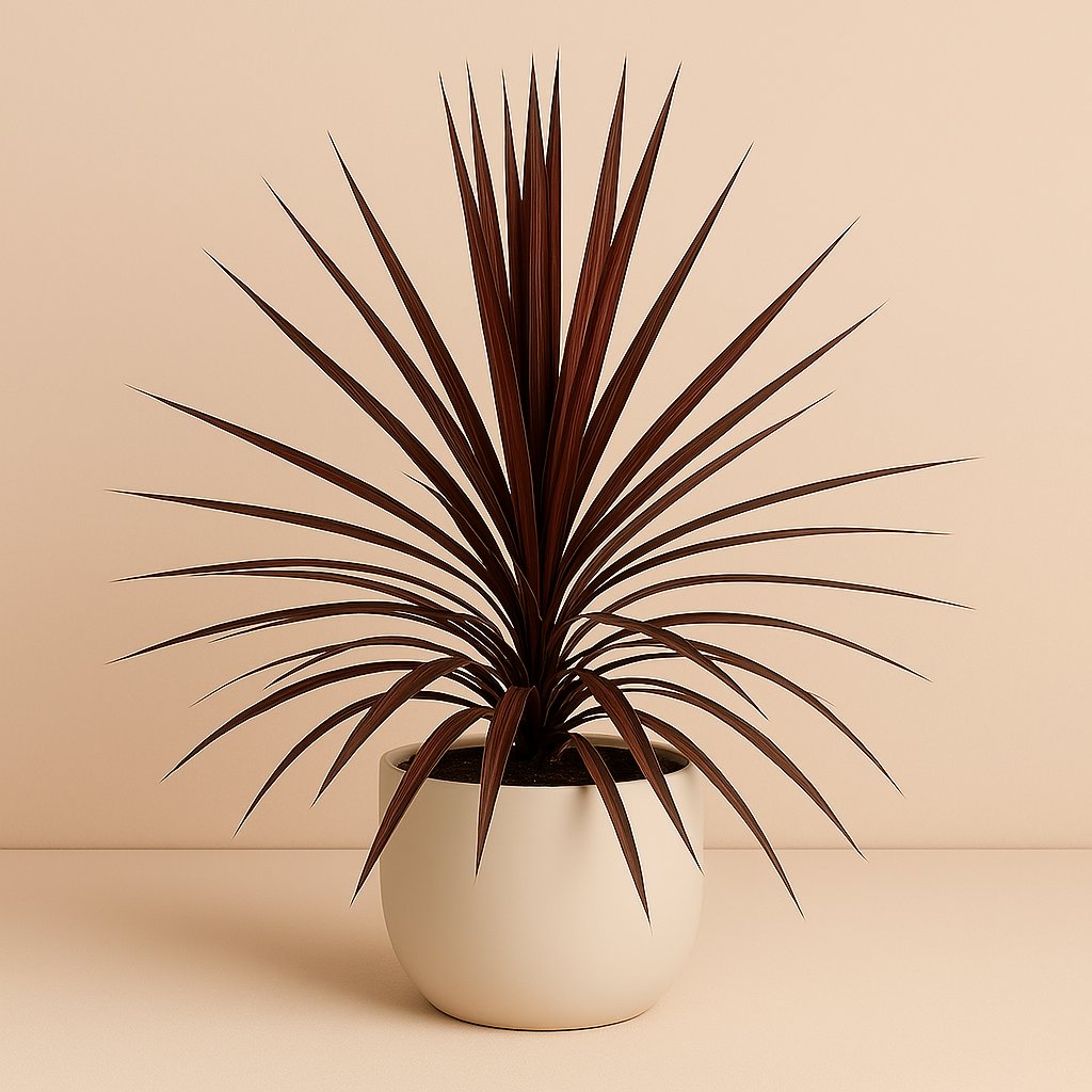 Cordyline Australis Red Star - 80cm in einem modernen Studio mit modernem Topf