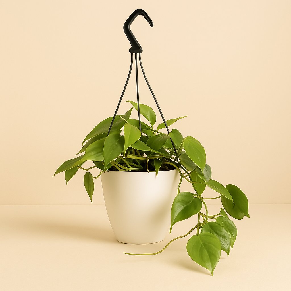 Philodendron Scandens - 35cm in einem modernen Studio mit modernem Topf