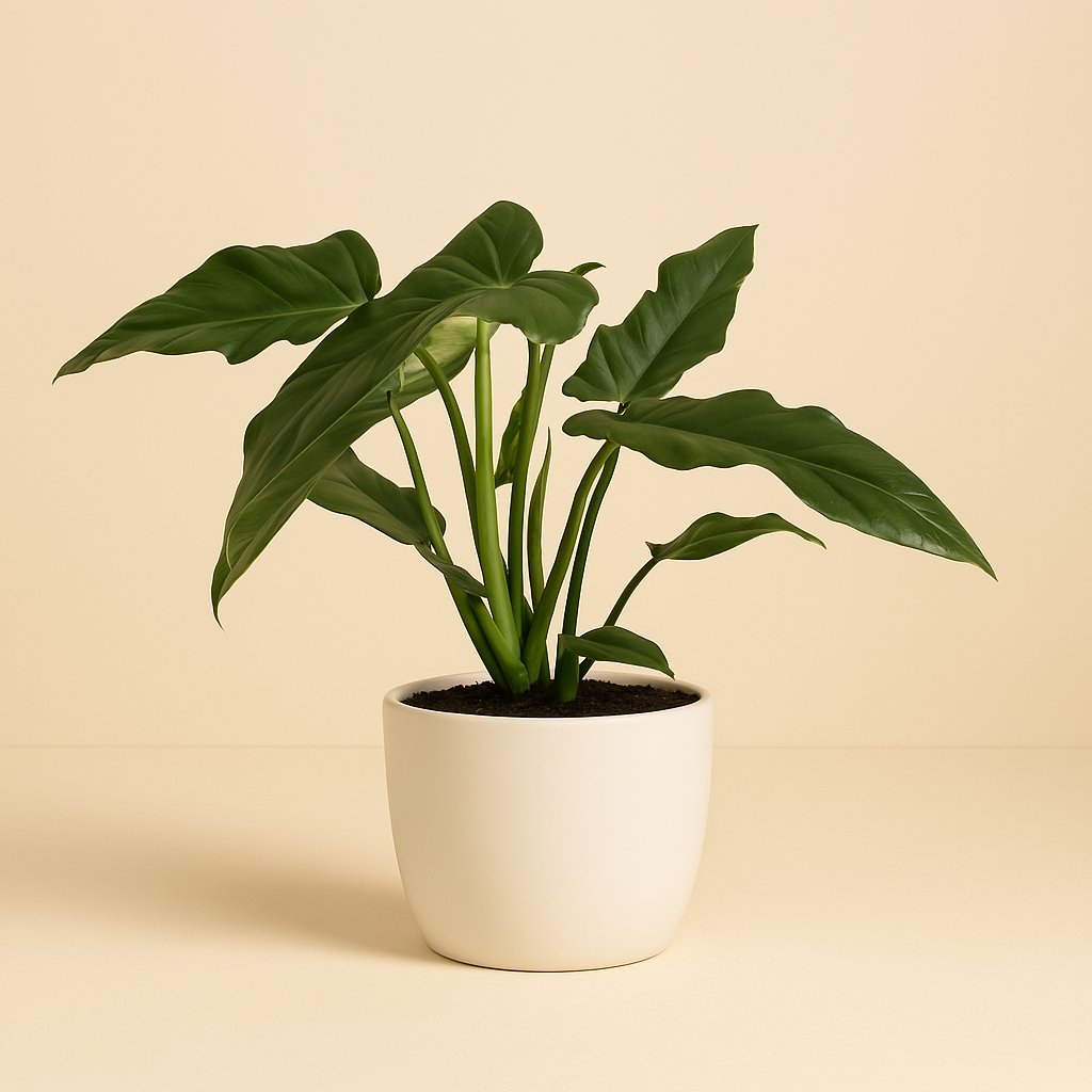 Philodendron Narrow - 40cm in einem modernen Studio mit modernem Topf