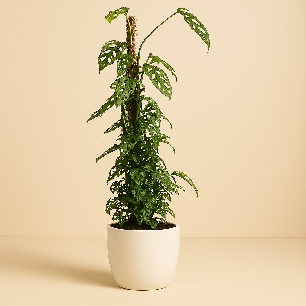 Monstera Monkey Leaf - 120cm in einem modernen Studio mit modernem Topf