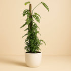 Monstera Monkey Leaf - 120cm in einem modernen Studio mit modernem Topf