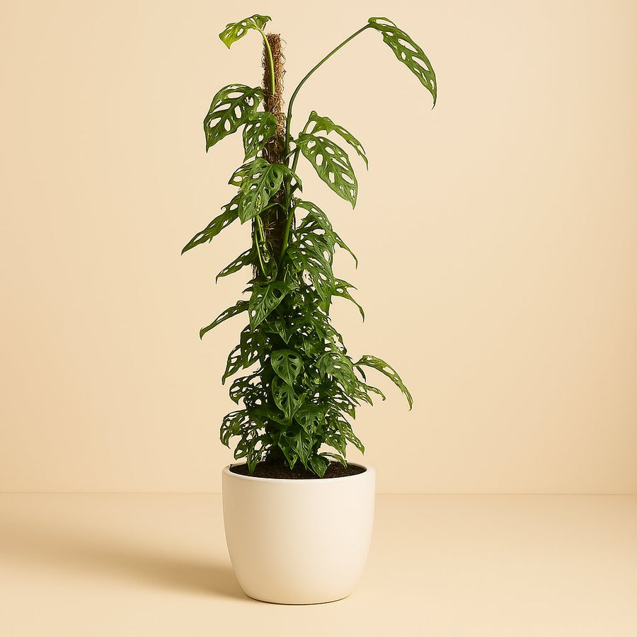 Monstera Monkey Leaf - 120cm in einem modernen Studio mit modernem Topf