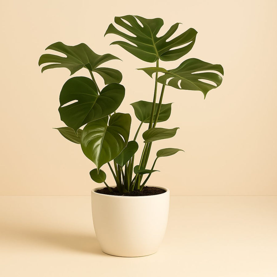 Monstera Deliciosa - 75cm in einem modernen Studio mit modernem Topf