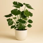 Monstera Deliciosa - 80cm in einem modernen Studio mit modernem Topf