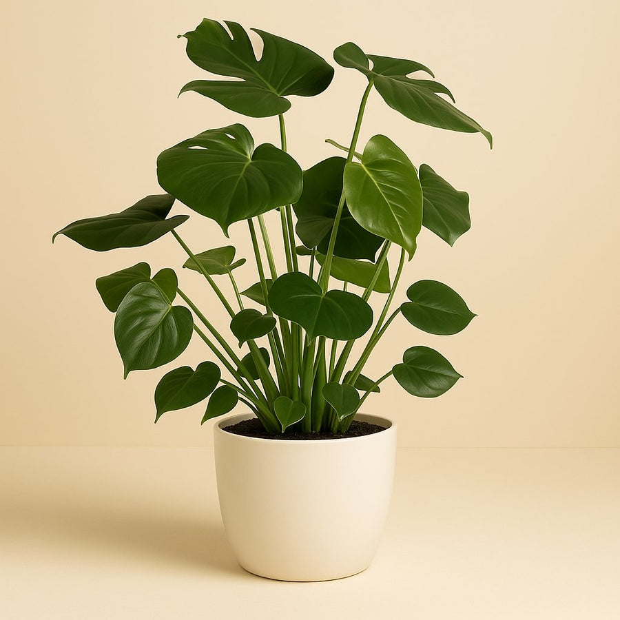 Monstera Deliciosa - 80cm in einem modernen Studio mit modernem Topf