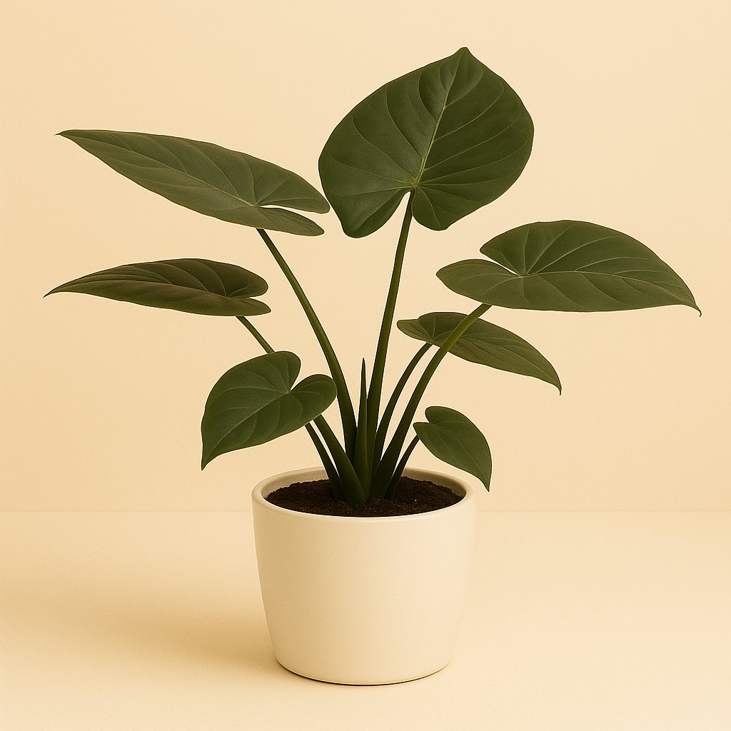 Alocasia Wentii - 75cm in einem modernen Studio mit modernem Topf