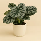 Alocasia Silver Dragon - 45cm in einem modernen Studio mit modernem Topf