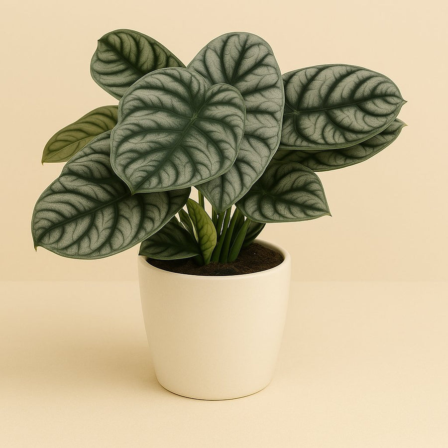 Alocasia Silver Dragon - 45cm in einem modernen Studio mit modernem Topf
