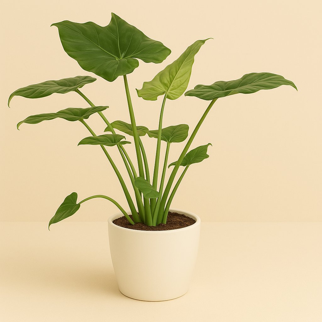 Alocasia Cucculata - 80cm in einem modernen Studio mit modernem Topf