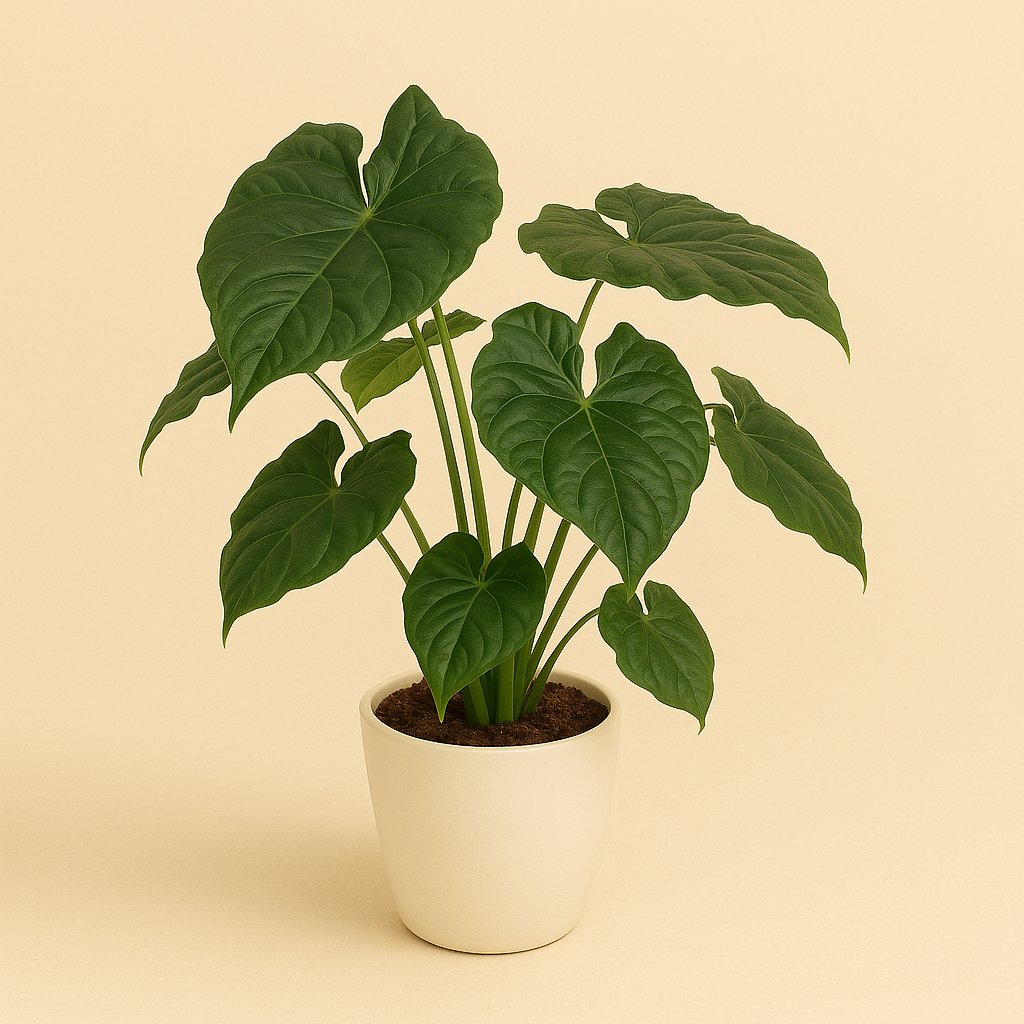 Alocasia Cucullata - 120cm in einem modernen Studio mit modernem Topf
