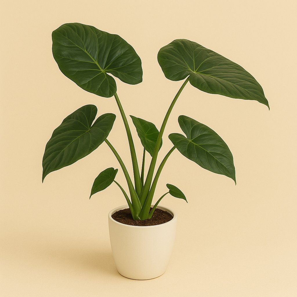 Alocasia Regal Shield - 120cm in einem modernen Studio mit modernem Topf