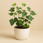 Hedera Hibernica - 30cm in einem modernen Studio mit modernem Topf