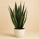 Sansevieria Zeylanica - 110cm in einem modernen Studio mit modernem Topf