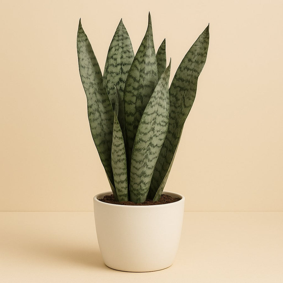 Sansevieria Zeylanica - 70cm in einem modernen Studio mit modernem Topf