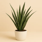 Sansevieria Diamond Green - 60cm in einem modernen Studio mit modernem Topf