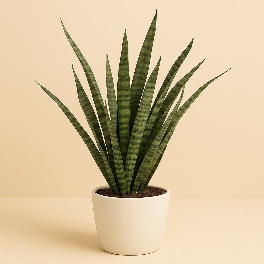 Sansevieria Diamond Green - 60cm in einem modernen Studio mit modernem Topf
