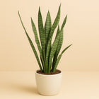Sansevieria Zeylanica - 75cm in einem modernen Studio mit modernem Topf