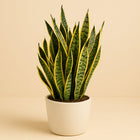 Sanseveria Laurentii - 70cm in einem modernen Studio mit modernem Topf