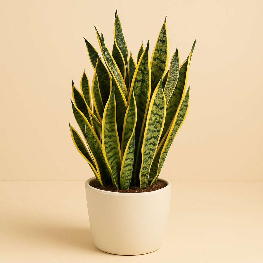Sanseveria Laurentii - 70cm in einem modernen Studio mit modernem Topf
