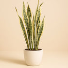 Sansevieria Trifasciata Laurentii - 90cm in einem modernen Studio mit modernem Topf