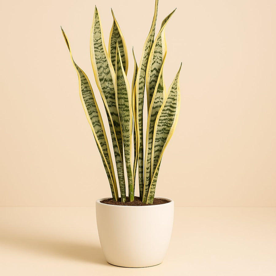 Sansevieria Trifasciata Laurentii - 90cm in einem modernen Studio mit modernem Topf