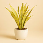 Sansevieria Aubrytniana Metallica - 70cm in einem modernen Studio mit modernem Topf