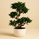 Ficus M. Ginseng - 70cm in einem modernen Studio mit modernem Topf
