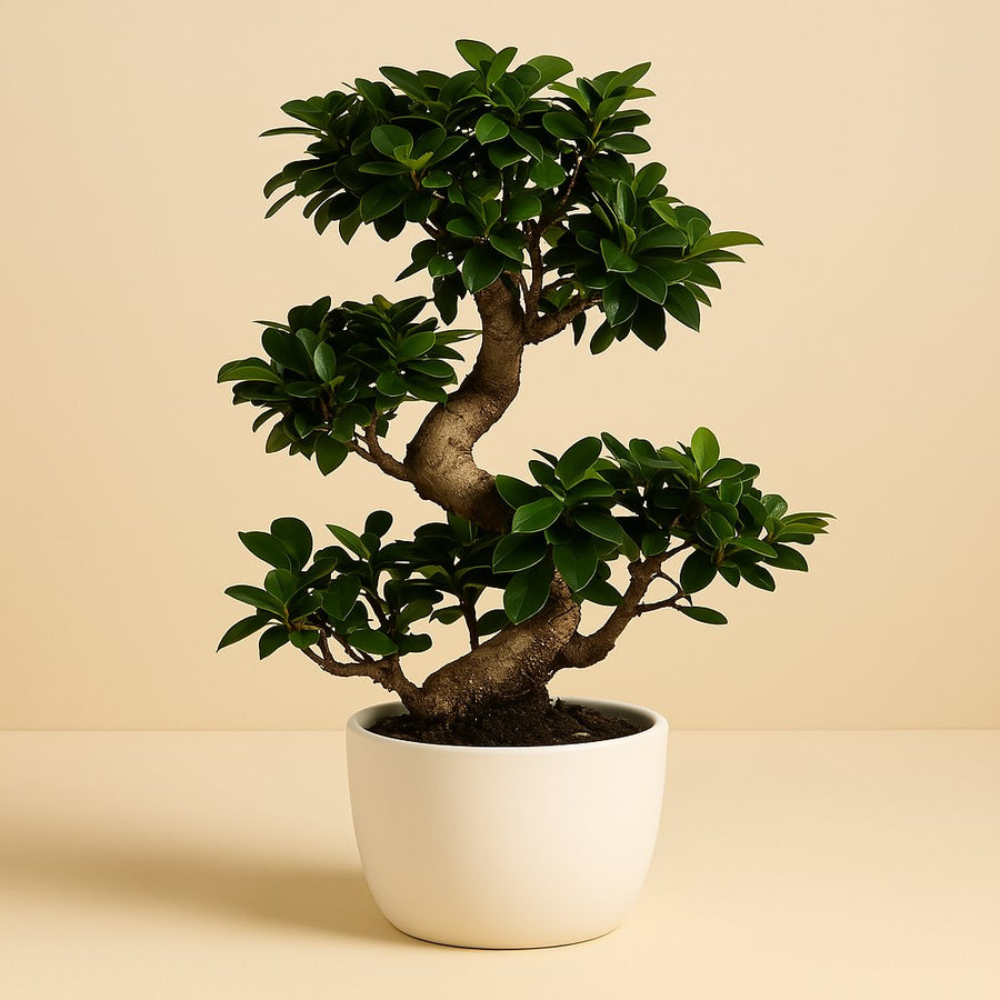 Ficus M. Ginseng - 70cm in einem modernen Studio mit modernem Topf